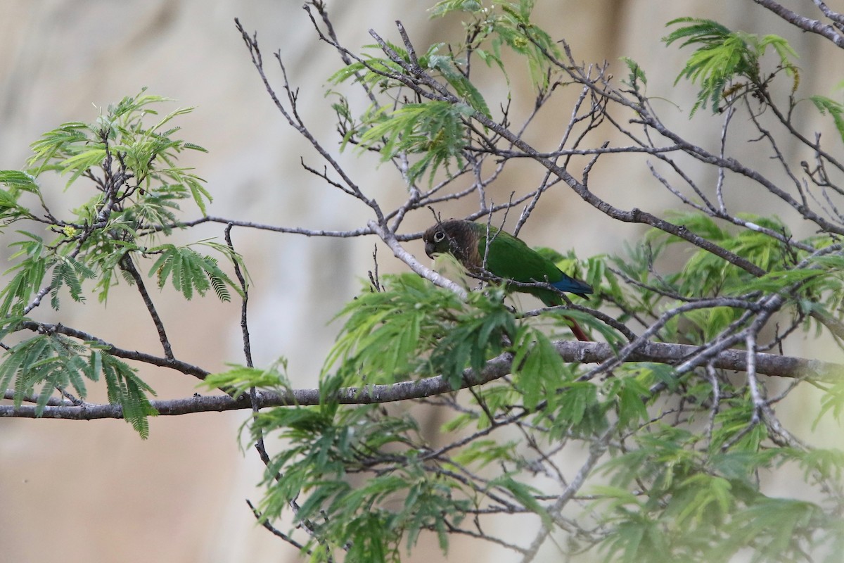 Green-cheeked Parakeet - ML121643721