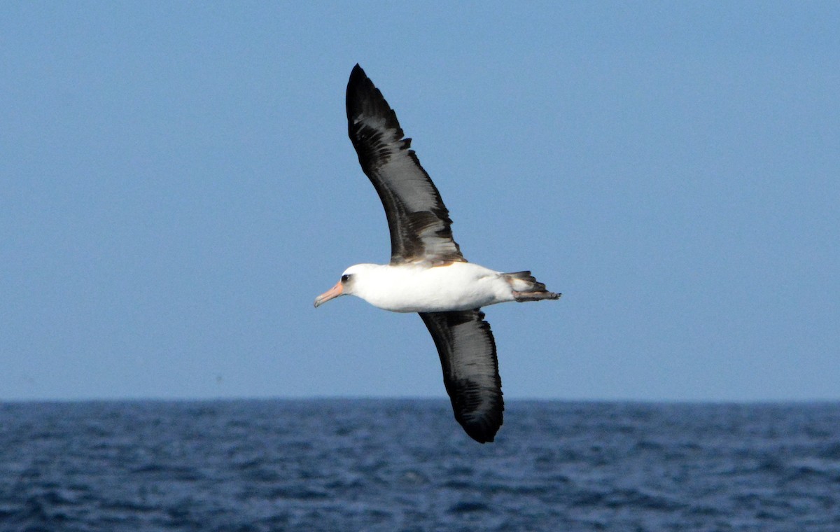 Laysan Albatross - Mark  Ludwick