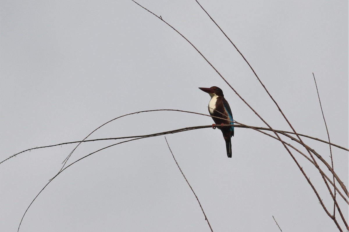 White-throated Kingfisher - Fadzrun A.