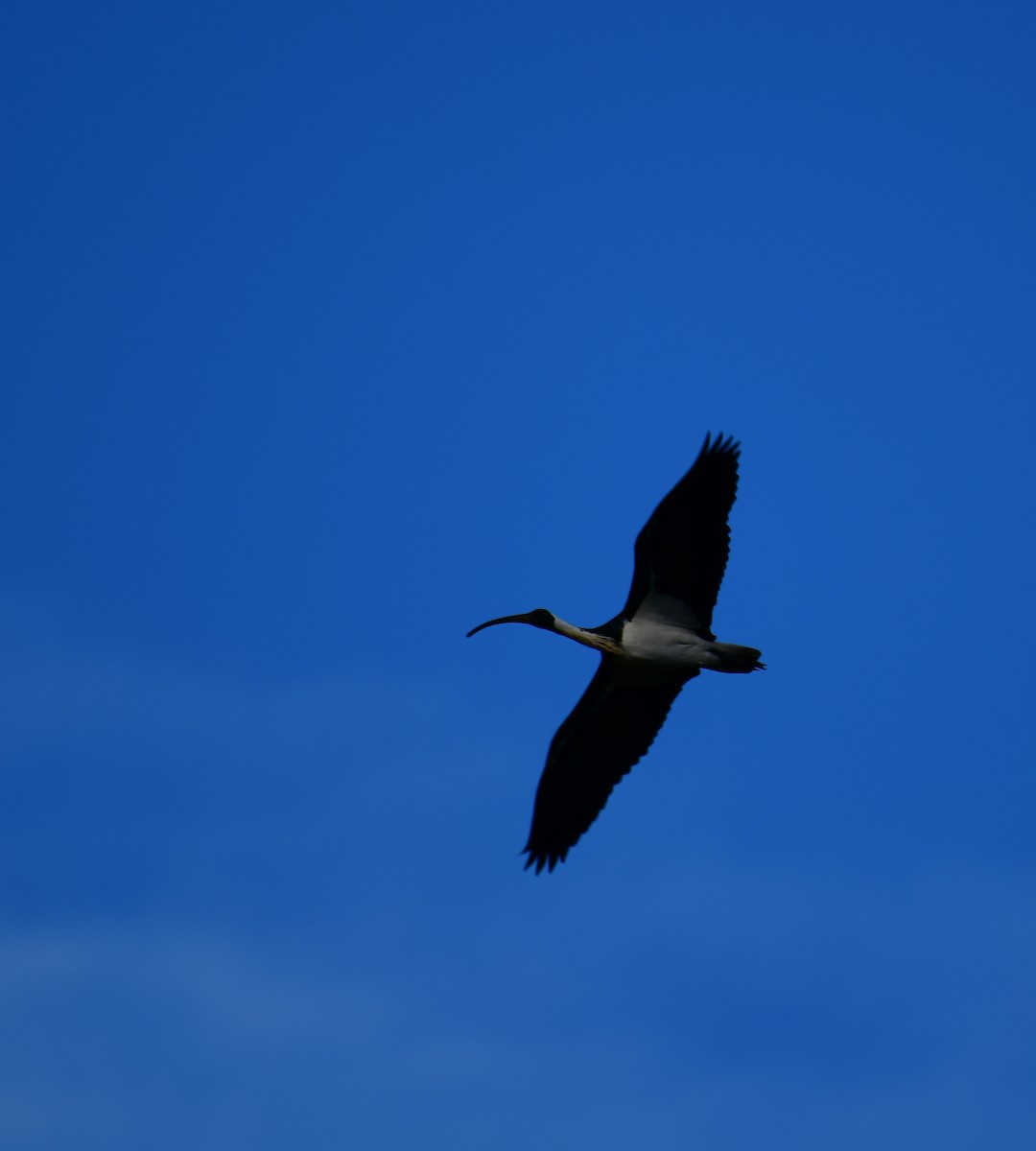 ibis slámokrký - ML121644791