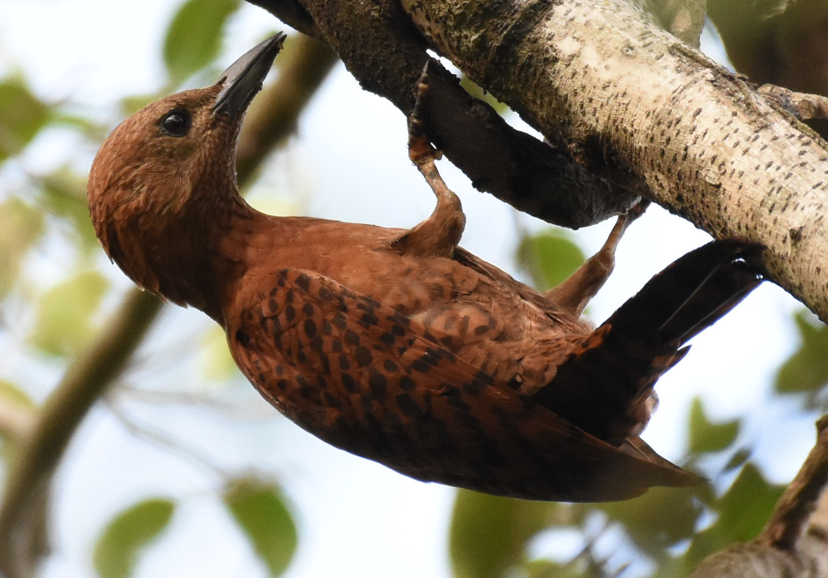Rufous Woodpecker - Dillen  Ng
