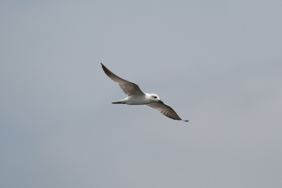 Gull-billed Tern - Surendhar Boobalan