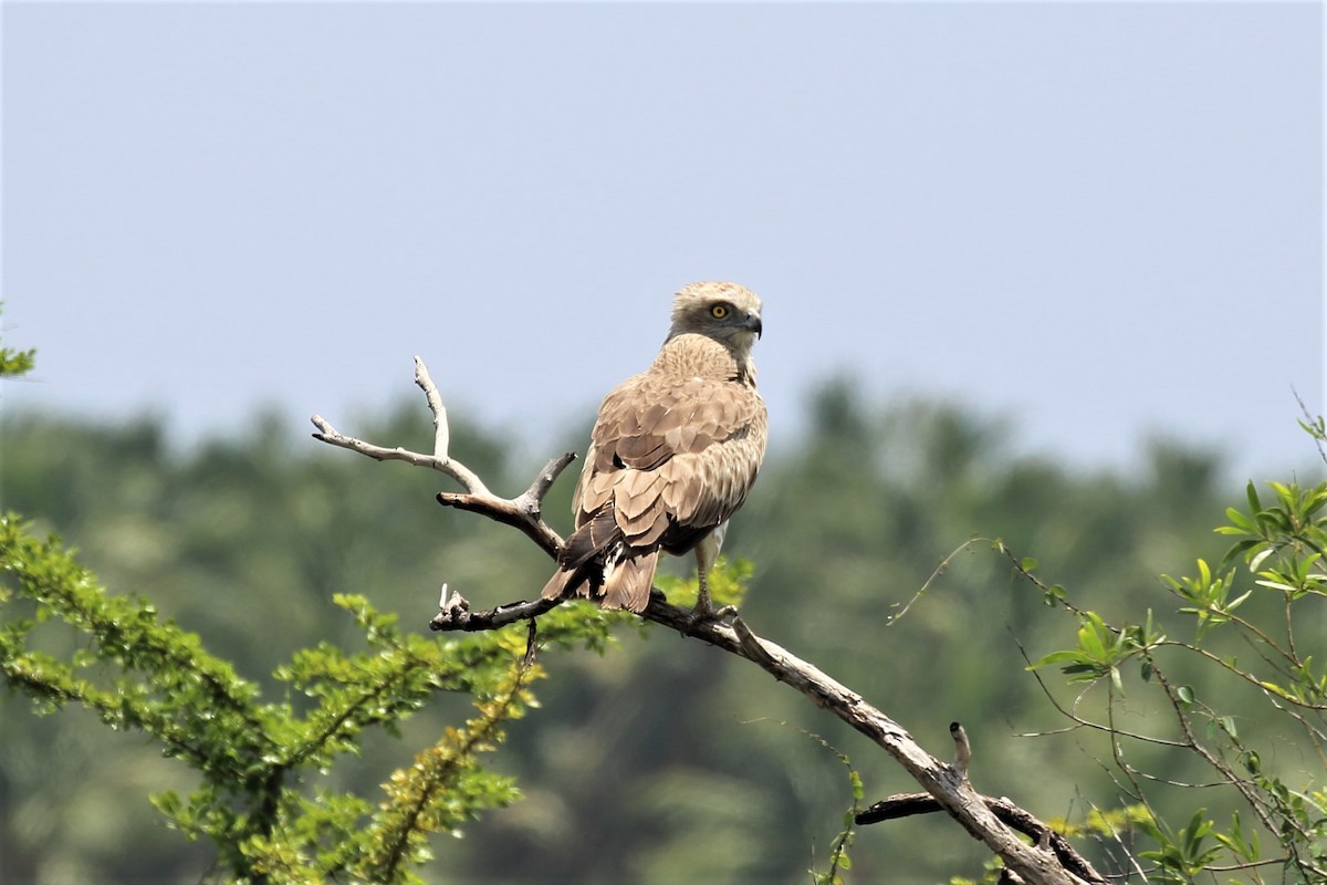 Short-toed Snake-Eagle - Surendhar Boobalan