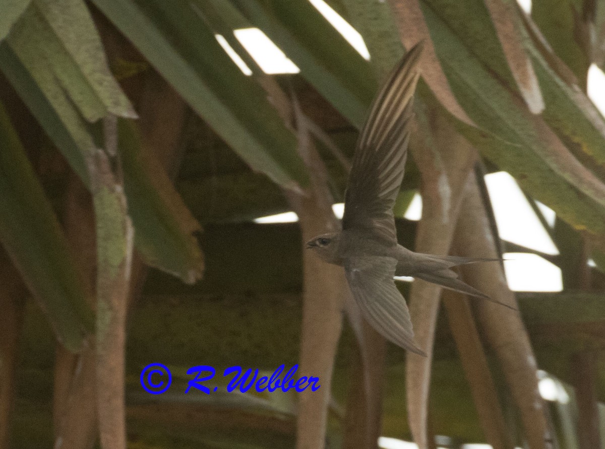 African Palm Swift - ML121647791
