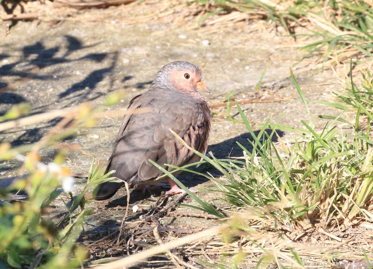 Common Ground Dove - Will Chatfield-Taylor