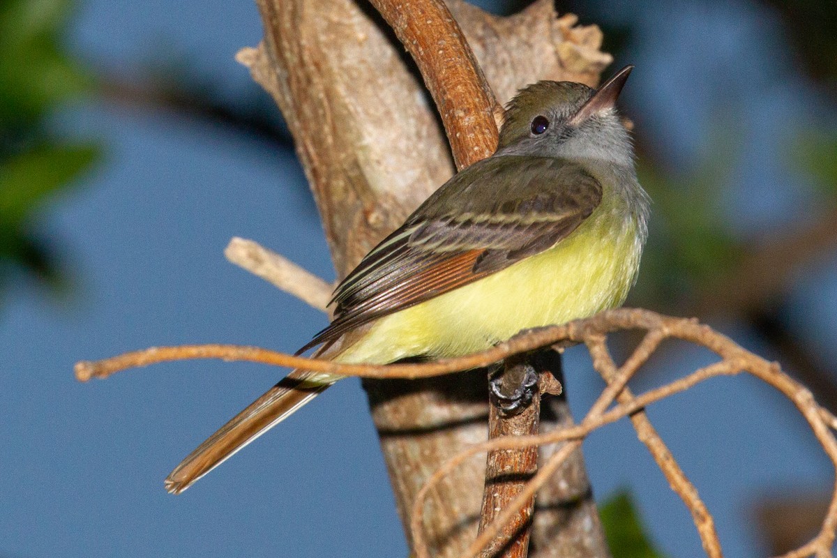 Great Crested Flycatcher - Will Chatfield-Taylor