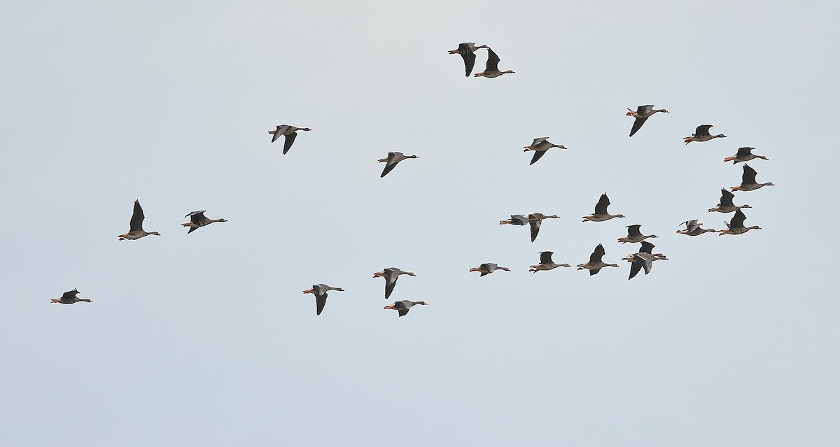 Greater White-fronted Goose - Weber Tsai