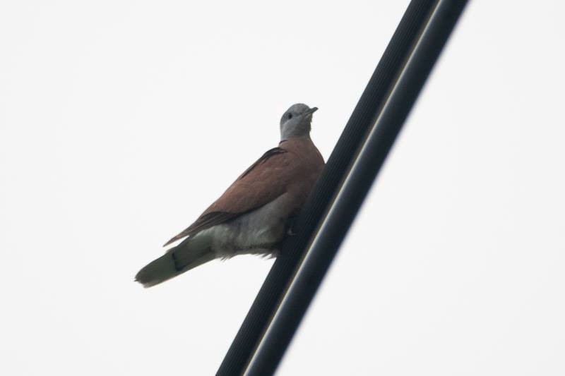 Red Collared-Dove - Kantori Birders