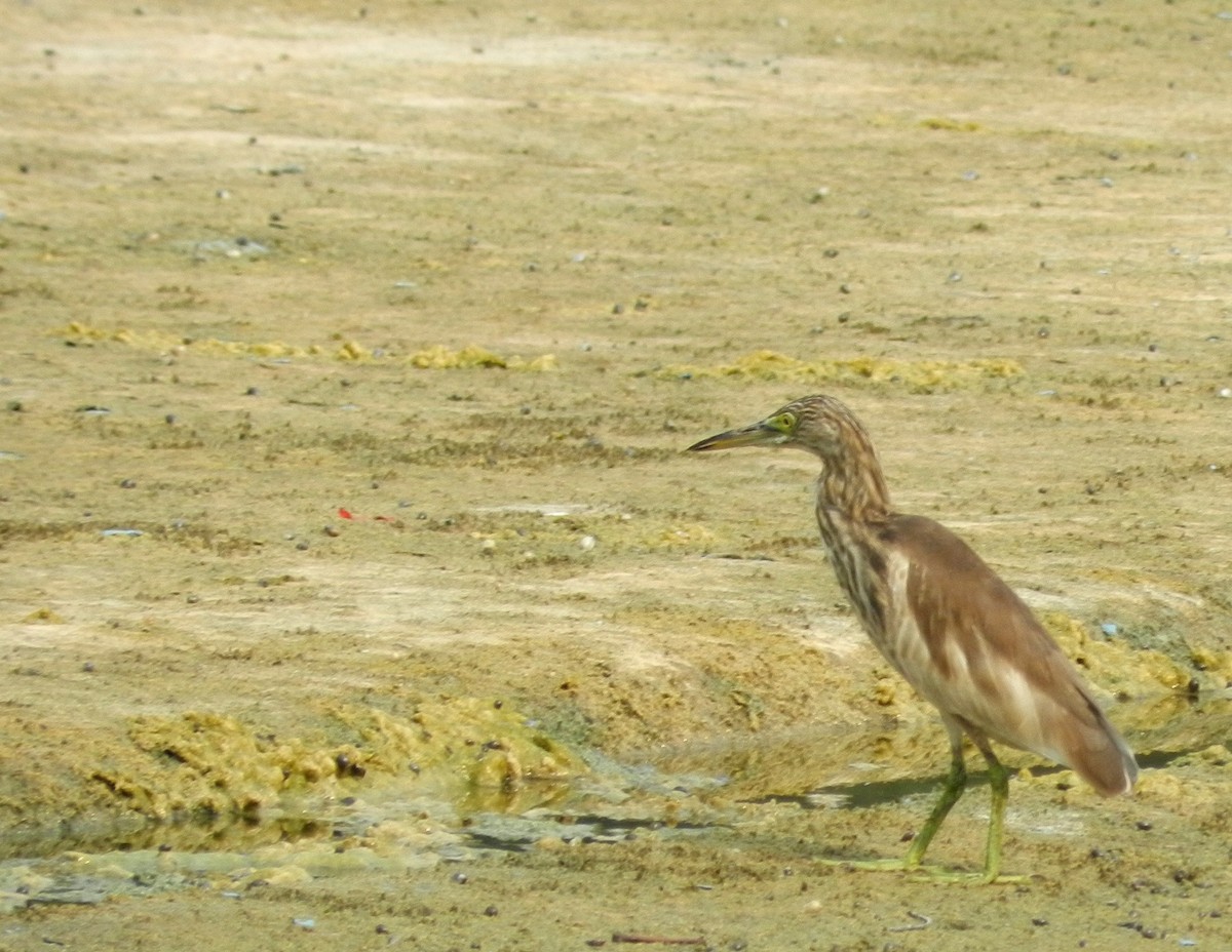 Indian Pond-Heron - CHANDRA BHUSHAN