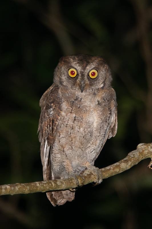 Ryukyu Scops-Owl - Kantori Birders