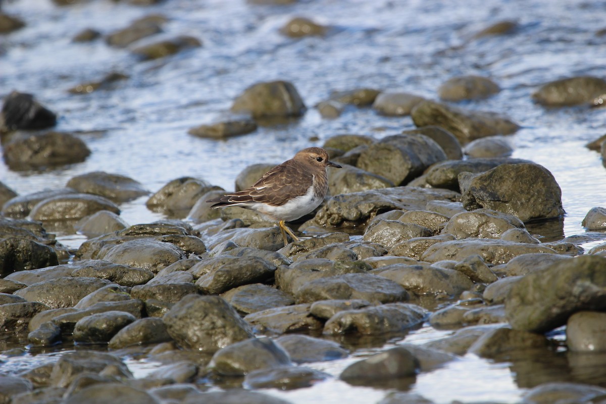 Rufous-chested Dotterel - ML121655221