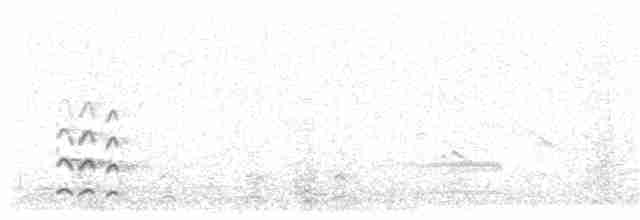 svarthalespove (islandica) - ML121655671