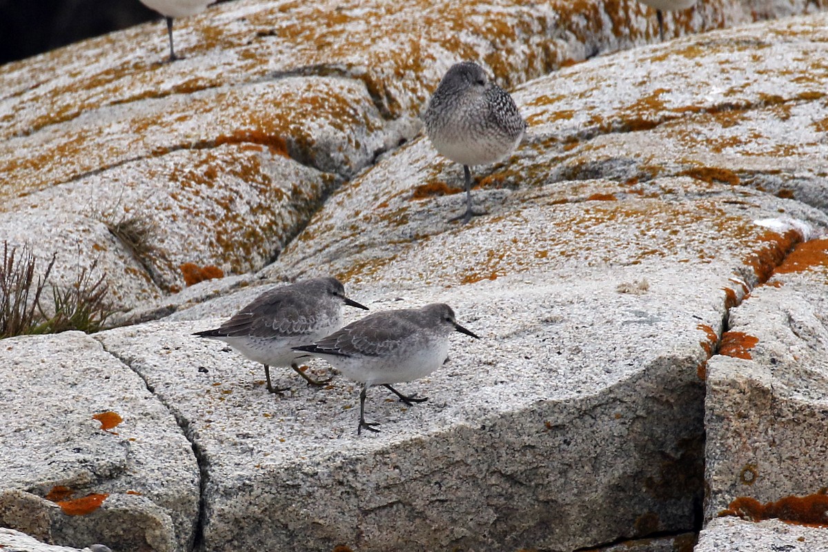Red Knot - Dick Dionne