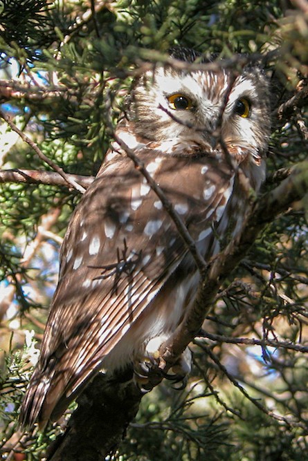 Northern Saw-whet Owl - ML121655761