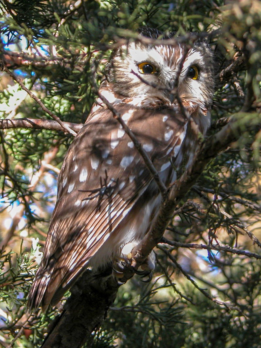 Northern Saw-whet Owl - Will Chatfield-Taylor
