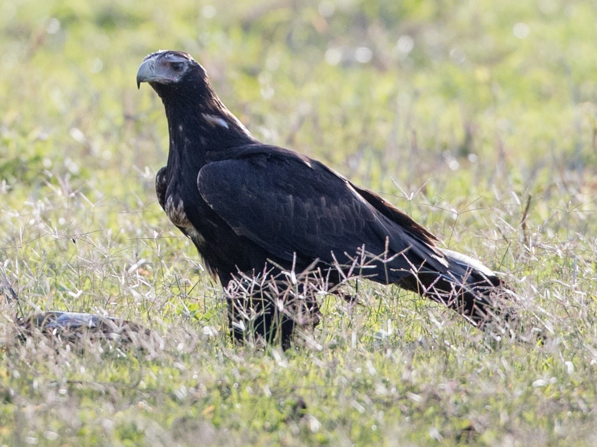 Wedge-tailed Eagle - Ian Davies