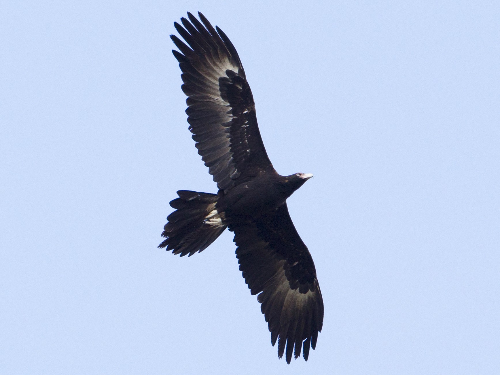 オナガイヌワシ Ebird