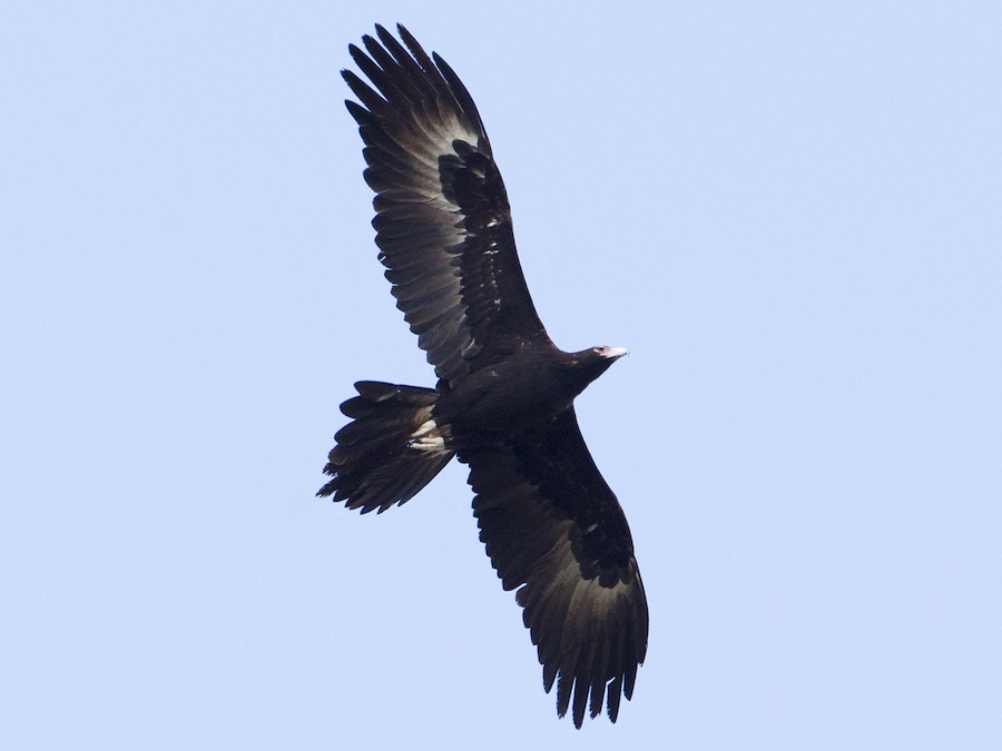 Wedge-tailed Eagle - eBird