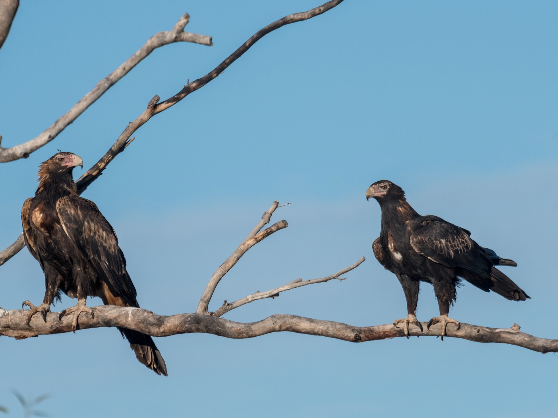 Wedge-tailed Eagle - Raphaël Nussbaumer