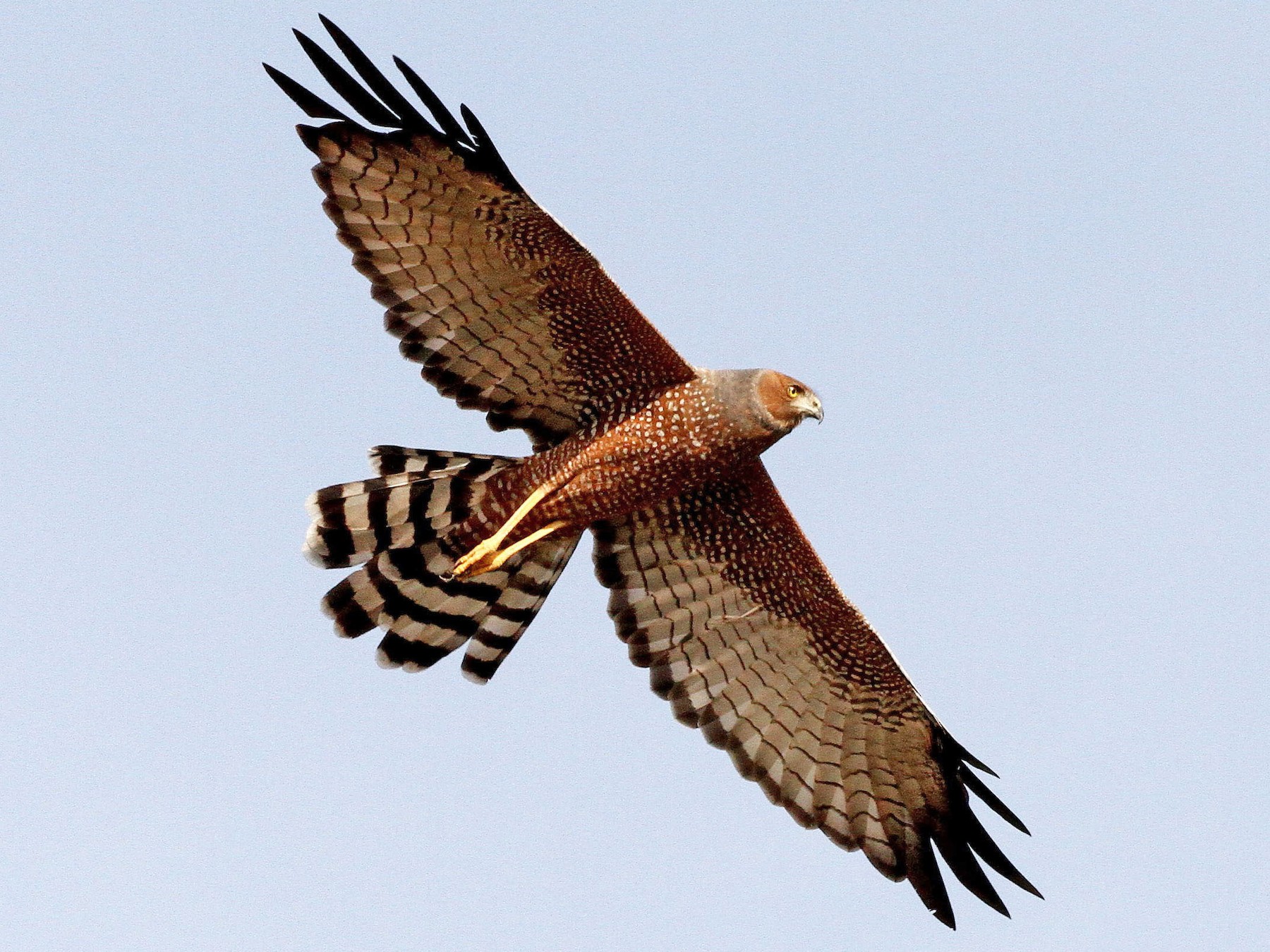 Spotted Harrier - Jack Whiting