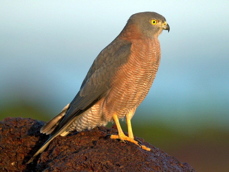 Brown Goshawk - eBird