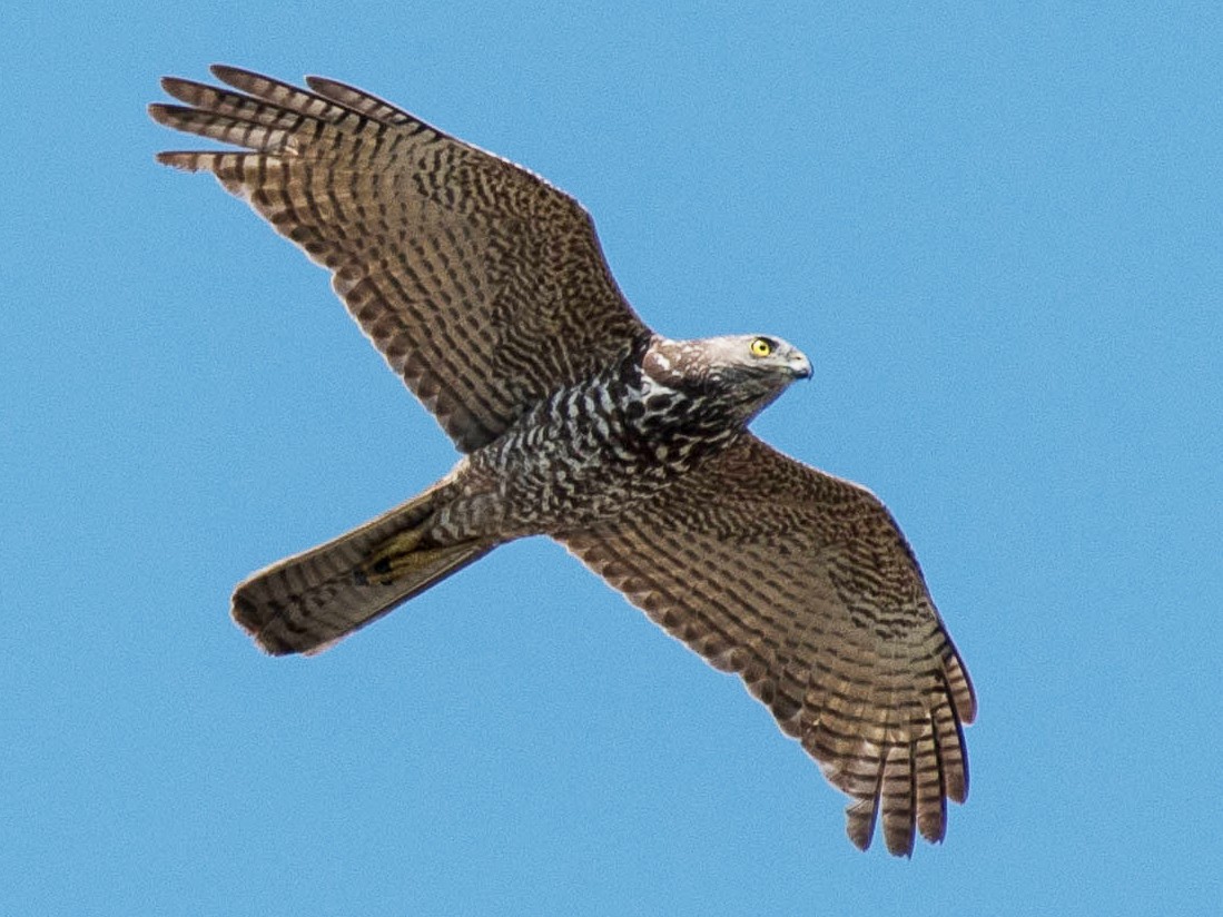 Brown Goshawk - Terence Alexander