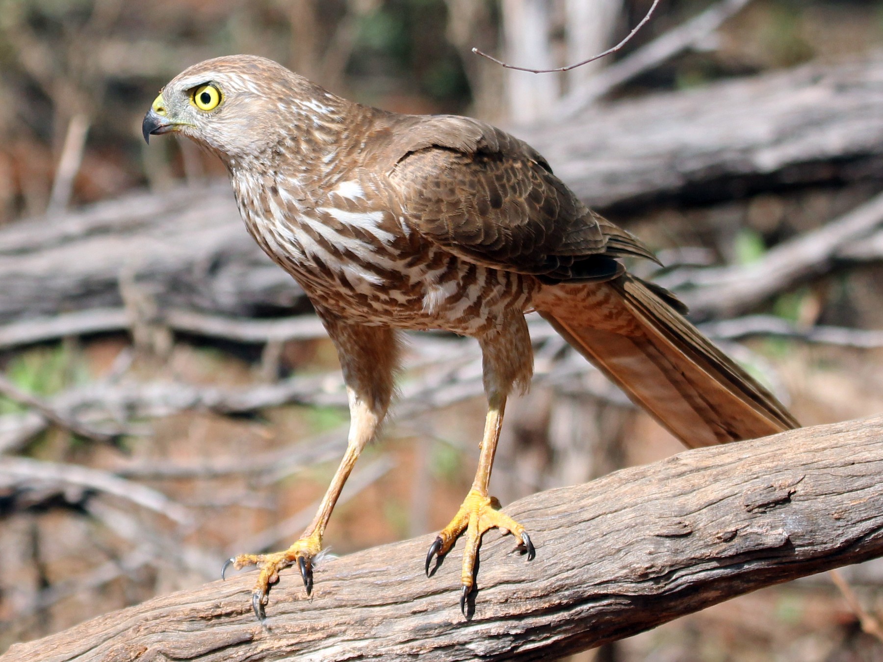 brown-goshawk-ebird