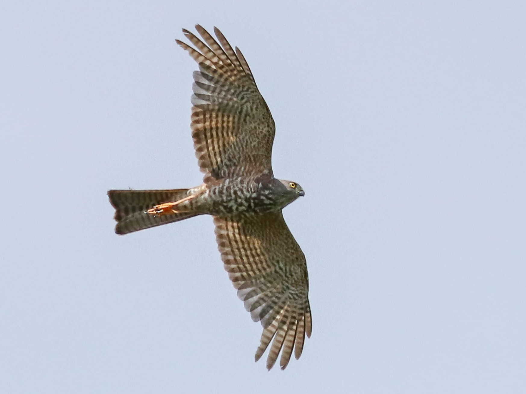 Collared Sparrowhawk - Ged Tranter