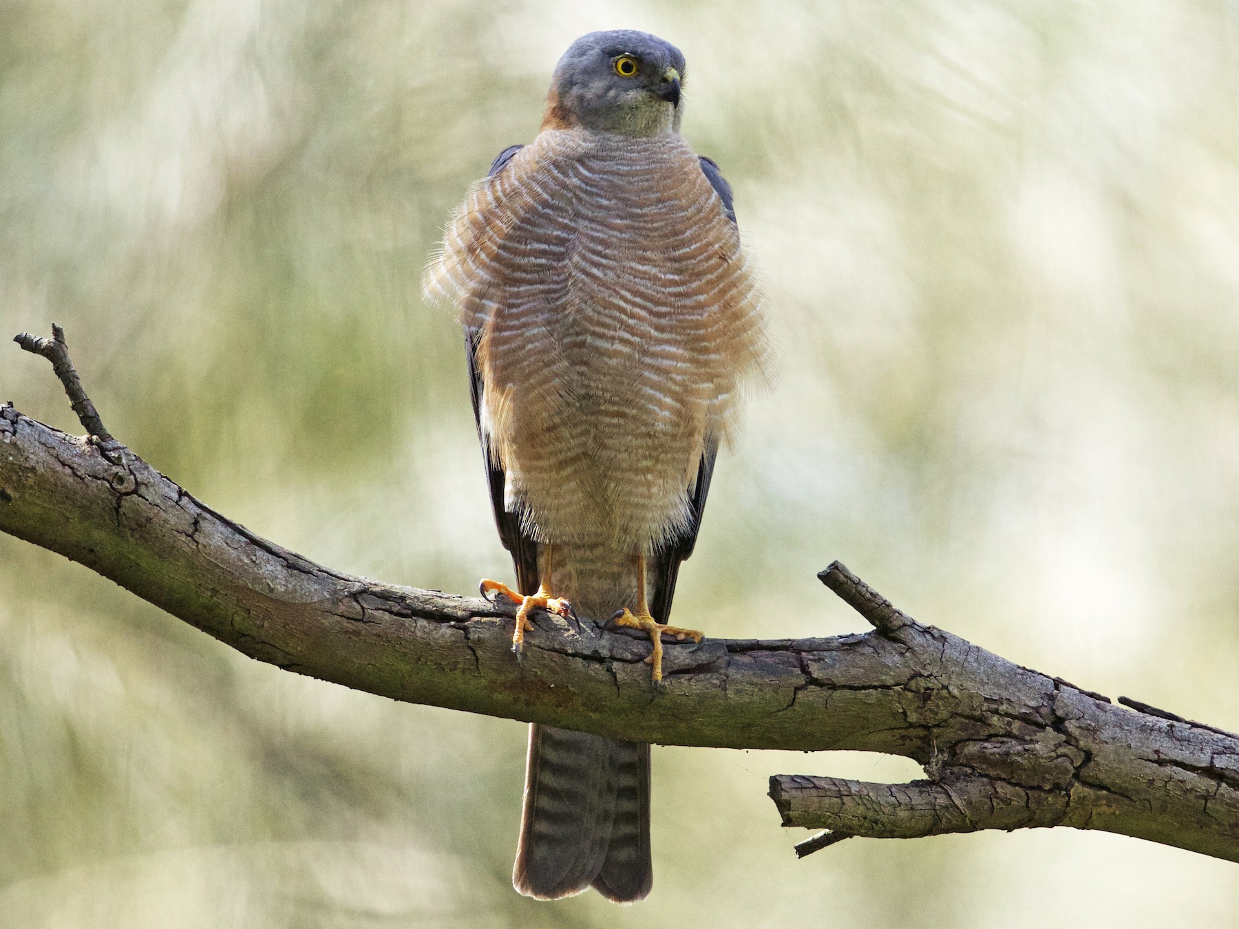 goshawk vs sparrowhawk