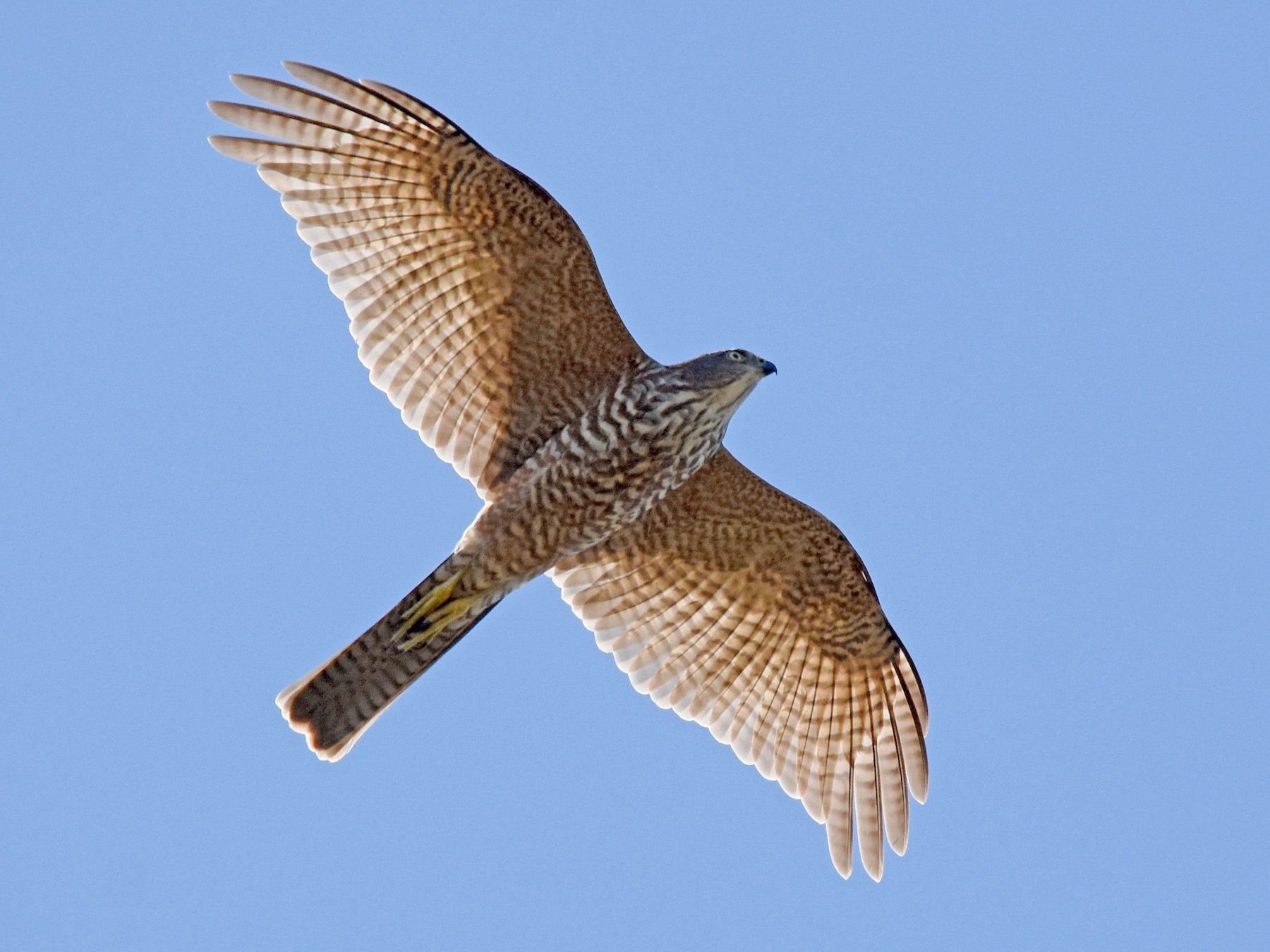 Collared Sparrowhawk - Geoffrey Groom