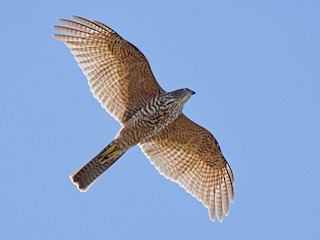 Молодая птица - Geoffrey Groom - ML121660321