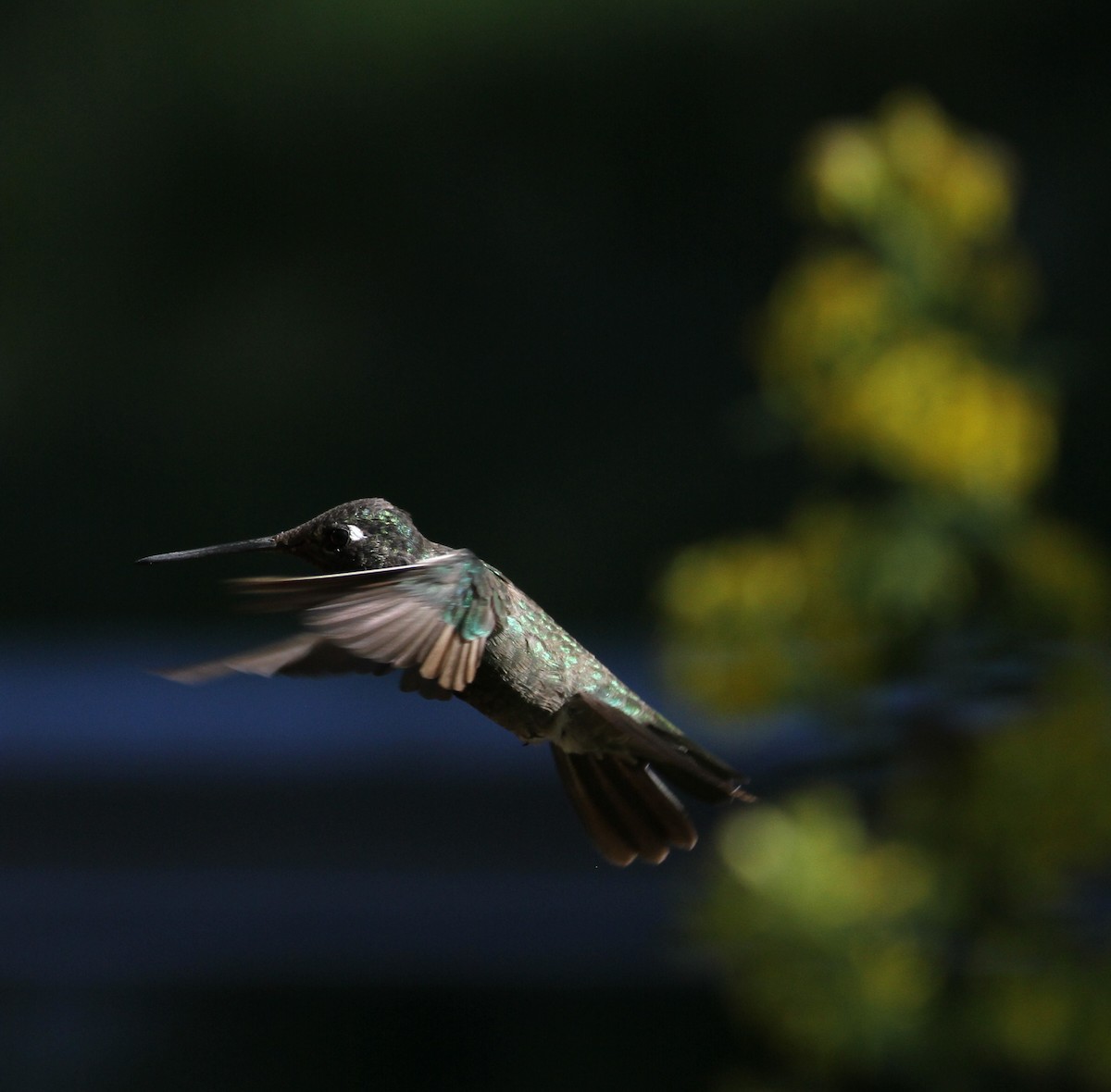 Rivoli's Hummingbird - ML121661851