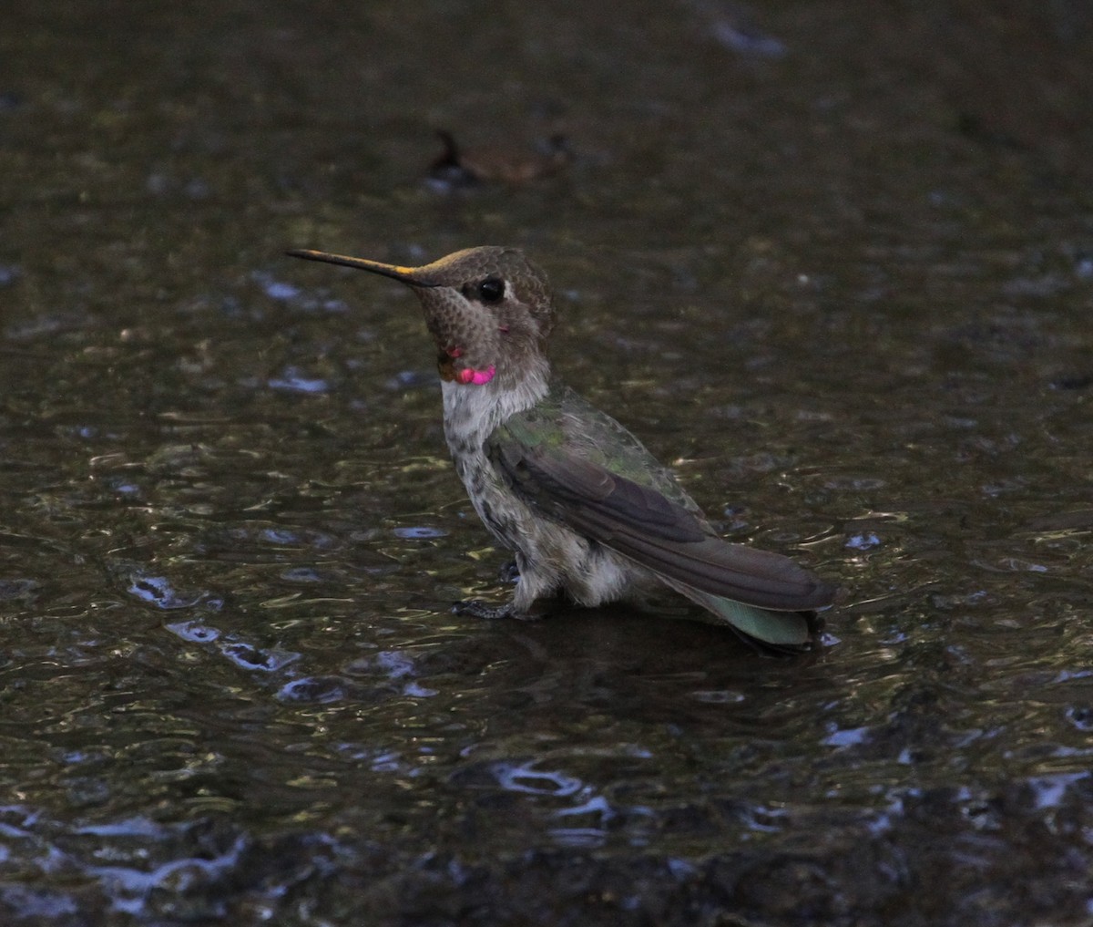 Anna's Hummingbird - ML121662481