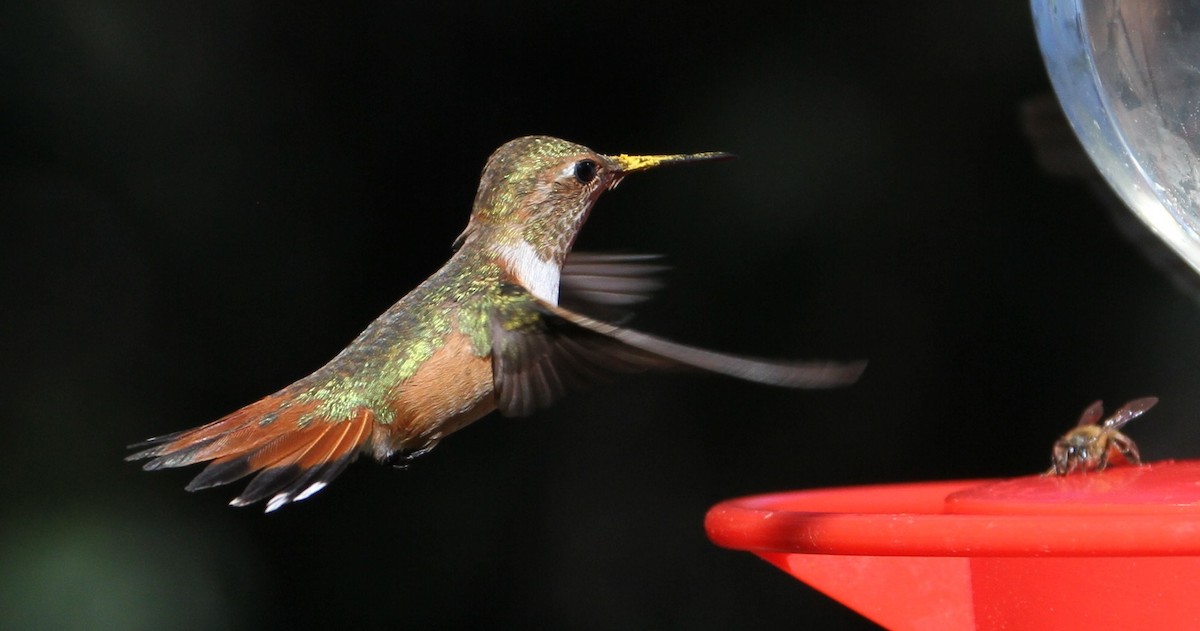 Rufous Hummingbird - ML121663191