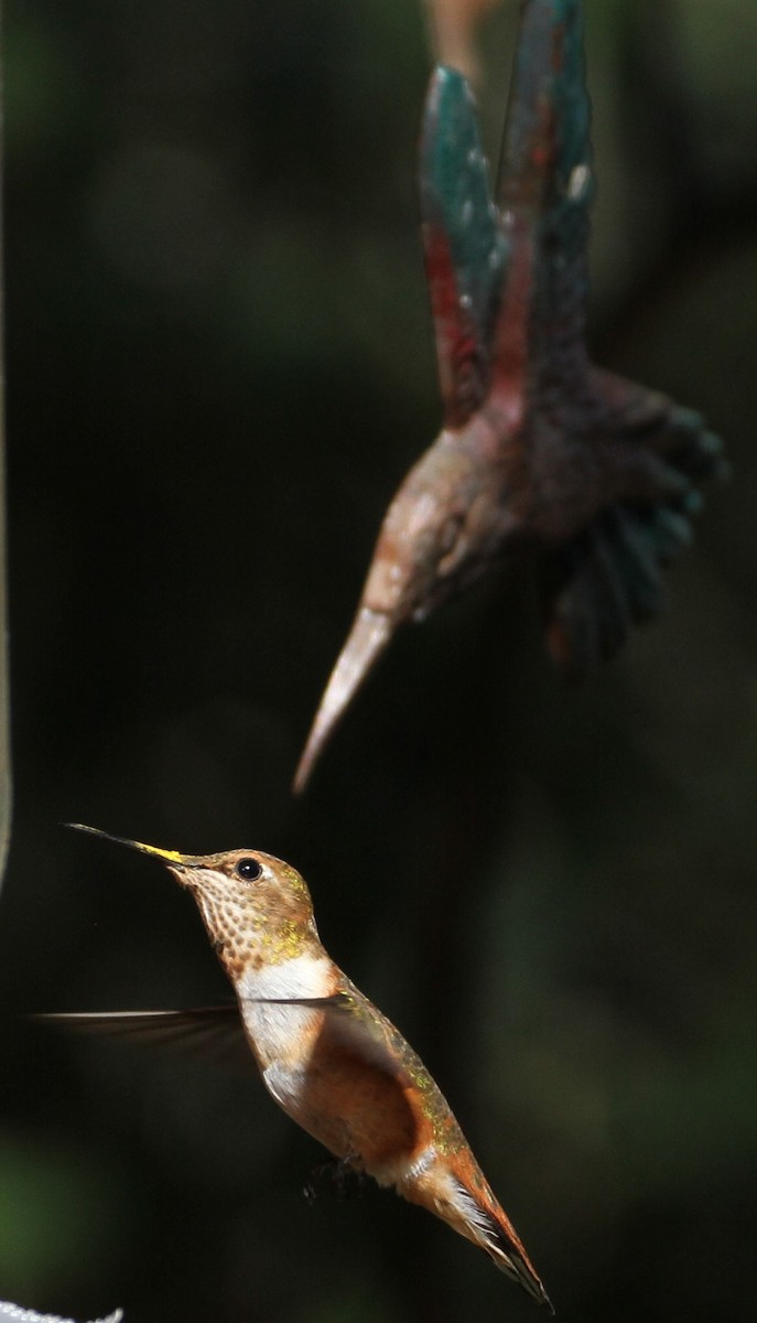 Rufous Hummingbird - ML121663331