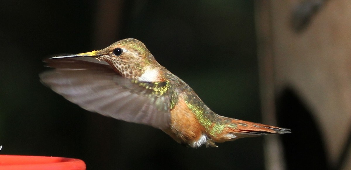 Rufous Hummingbird - ML121663421