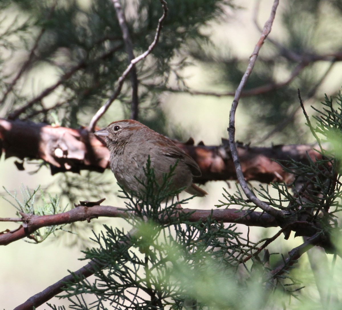 Rufous-crowned Sparrow - ML121665351