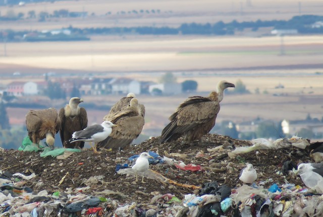 Birds at a garbage dump. - Eurasian Griffon - 