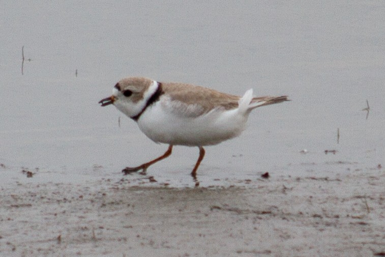 Piping Plover - ML121667391