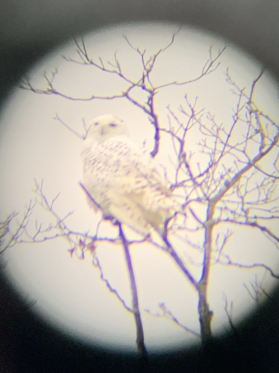 Snowy Owl - ML121669721