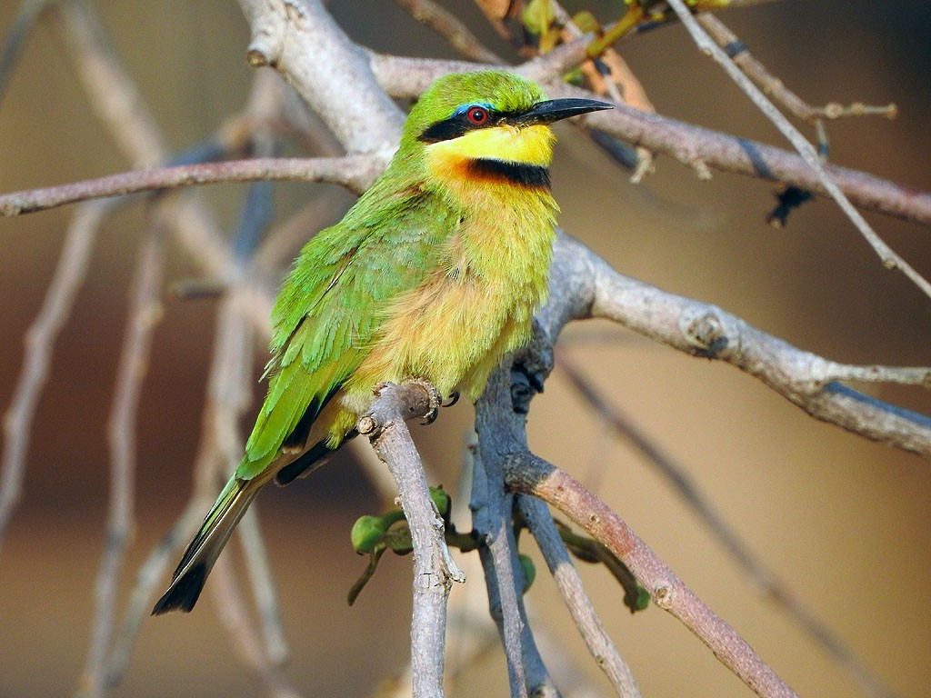 Little Bee-eater - Ad Konings