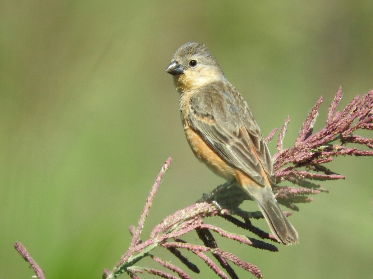 Tawny-bellied Seedeater - ML121670621