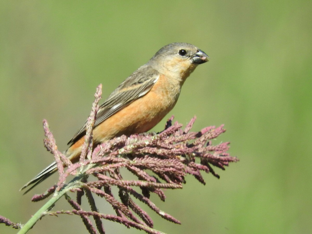 Tawny-bellied Seedeater - ML121670631