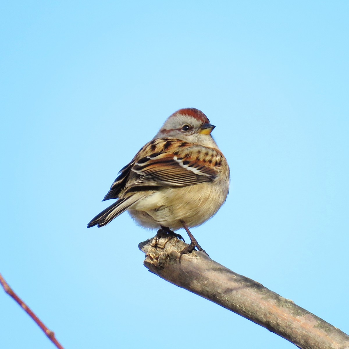 American Tree Sparrow - Emily Tornga