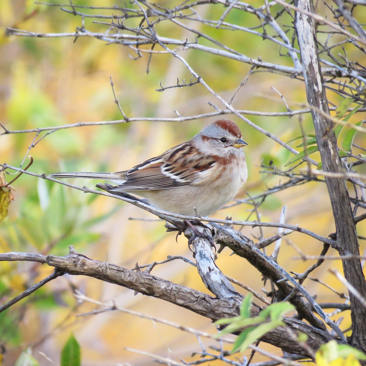 American Tree Sparrow - Emily Tornga