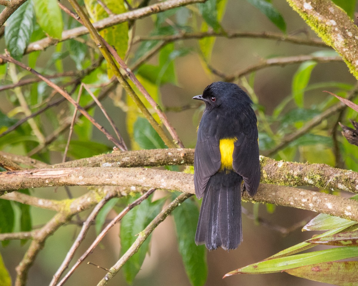 Black-and-yellow Silky-flycatcher - Nic Allen