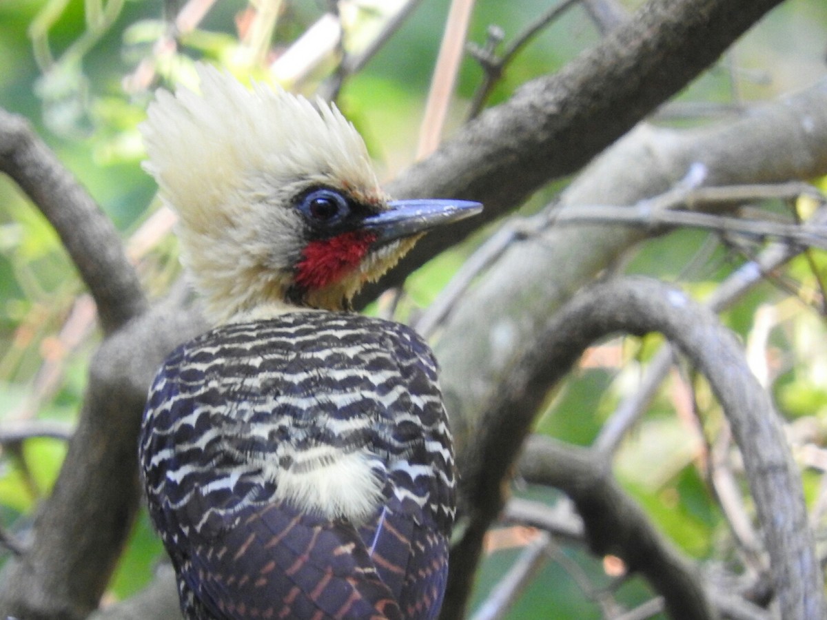 Pale-crested Woodpecker - Enrique Chiurla