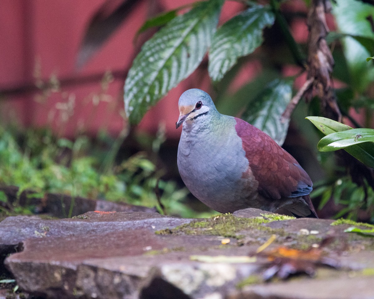 Buff-fronted Quail-Dove - ML121673661