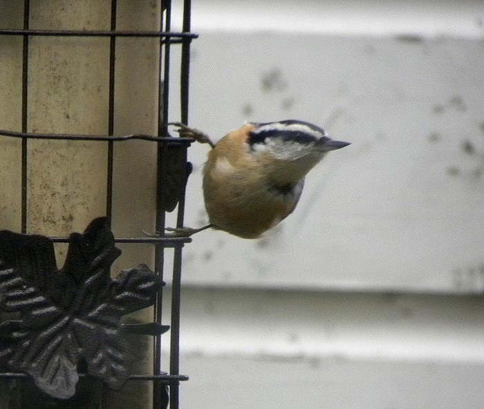 Red-breasted Nuthatch - ML121675761