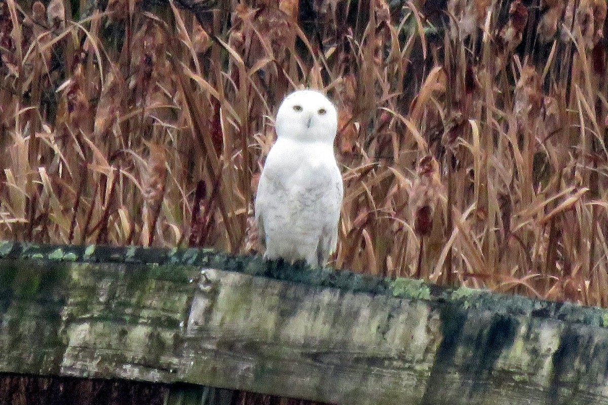 Snowy Owl - ML121675771